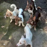 سگ  پاکوتاه