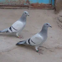 کبوتر سبز ومگس ذات دار