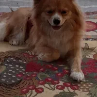 پامرروباهی ماده.قیمت ۸ تومن