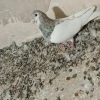 کبوتر اصلی