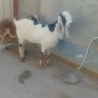 سلام دوستان 5راس بزغاله ویک راس بز داشتی و توقلی|حیوانات مزرعه|انبارآلوم, |دیوار