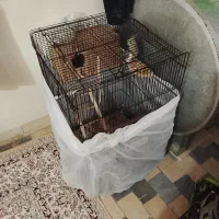 عروس هلندی ماده|پرنده|شاهین‌شهر, عطار|دیوار