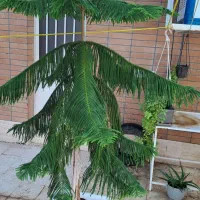 کاج مطبق|گل و گیاه طبیعی|اصفهان, شیخ اشراق|دیوار