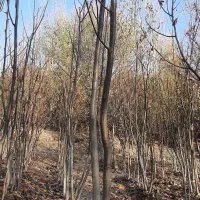 نهالستان گردو|خدمات باغبانی و درختکاری|سنندج, |دیوار