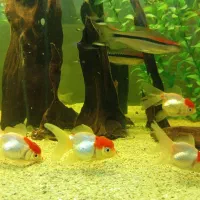 ردکپ گلدفیش کله ژله ی