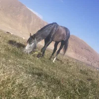 اسب|اسب و تجهیزات اسب‌سواری|ارومیه, |دیوار