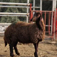 پخشگوسفند زنده حاج علی دام آذربایجان کم چرب