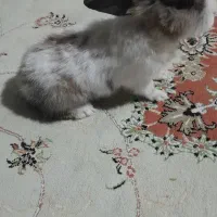 خرگوش دستی نر