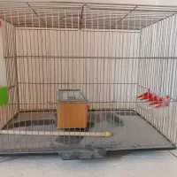 قفس