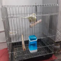 قفس عروس هلندی ومینا