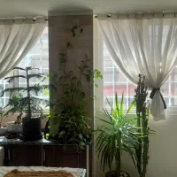 درختچه طبیعی آپارتمانی بامبو گلدان خارجی پرند|گل و گیاه طبیعی|پرند, فاز ۱|دیوار