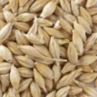 جو محلی(تخملیخ)