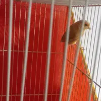 قناری شتری سرخ نرو ماده|پرنده|قوچان, |دیوار