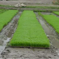 بذر برنج ندا پا کوتاه و دم سیاه