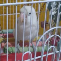 طوطی برزیلی نر با قفس