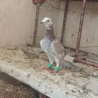 سوسکی آلمانی  نر قلدور