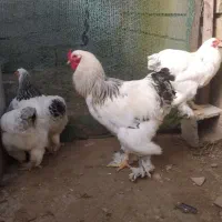 تخم مرغ لهستانی و امپراطور زیبا و باکیفیت