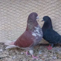 کبوتر سرخ پرشی