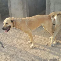 سگ سرابی|سگ|تبریز, |دیوار