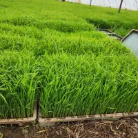 بزرگ کردن شالی هاشمی