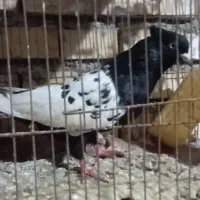 کبوتر سینه سیاه(شوش دانیال)