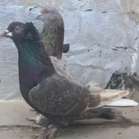 ترکیه نروماده سرورنر اویناق ماده دم سفیدغلط داره|پرنده|اردبیل, |دیوار