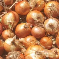 پیازطلایی درجه یک