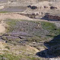 میش بره