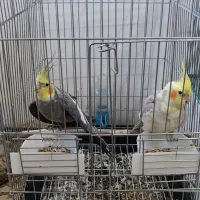 برای خرید سگ|پرنده|هشتگرد, فاز ۳ مهستان|دیوار