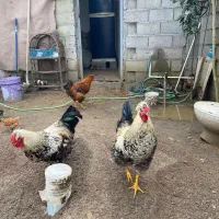 دو عدد خروس محلی