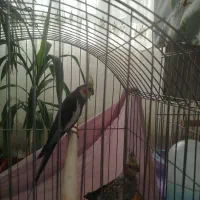 عروس هلندی جفت مولد|پرنده|مشهد, شهرک مهرگان|دیوار