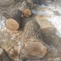 خرید‌درخت‌خریدار‌چوب‌برش‌انواع‌درختان‌مانع‌هرس‌