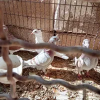 هفت عددکبوترمشتی|پرنده|بالا ولایت, |دیوار