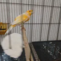 دو تا پرنده خونگی نر بخون سهره دو ماه قفس|پرنده|اسکو, |دیوار