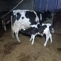 گاو گوساله