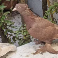 کبوترراهب|پرنده|قم, هنرستان|دیوار