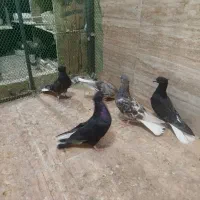 کبوتر دمسفید، طوقی ، سده ، کله سفید