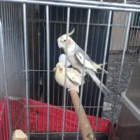 ی جفت عروس هلندی نر و ماده|پرنده|پاکدشت, پاکدشت (مامازند)|دیوار