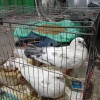 کبوتر سالم