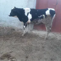 گاو گوساله نر