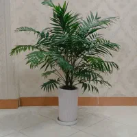 گل های آپارتمانی|گل و گیاه طبیعی|رشت, سعدی (تختی)|دیوار