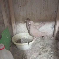 دوجفت زرده کرمانی