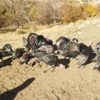 بوقلمون|حیوانات مزرعه|بروجرد, |دیوار