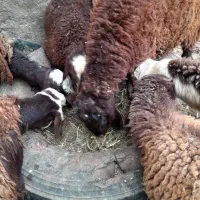 بره نرافشاری