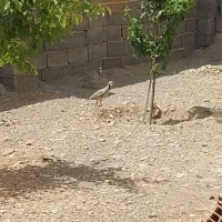 کبوتر کوهی...معاوضه باکوک پرورشی