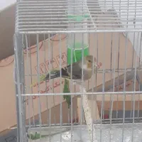 فروش سره وسره قناری