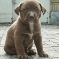 پیتبول تریر نر اصیل۶۰ روزه|سگ|مشهد, شهید رضوی|دیوار