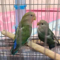 پرنده،کوتوله،طوطی برزیلی|پرنده|یزد, |دیوار