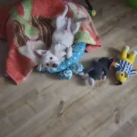 اشپیز پامر|سگ|تبریز, |دیوار