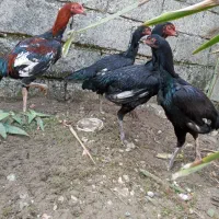 مرغ لاری|حیوانات مزرعه|رودسر, |دیوار